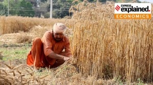 Punjab wheat farmer