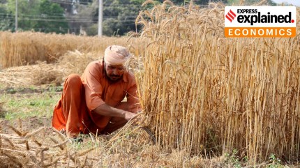 How Punjab and Haryana remain key to national food security