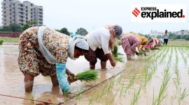 Workers plants paddy at the research field at Punjab Agricultural University in Ludhiana.