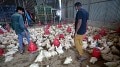 Avian flu outbreak in state-run poultry farm in Kerala’s Kottayam