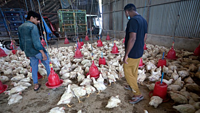 Avian flu, kottayam, kerala, indian express