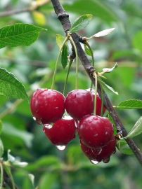 Benefits of cherry
