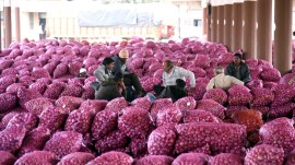 Last night, the government imposed a 40 per cent duty on the export of onions. (Express Photo)