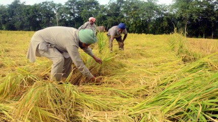 Agriculture scientists and economists believe that the paddy area in the state needs to be brought down by at least 10 lh. (Express Photo by Harmeet Sodhi)