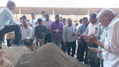 Cumins seed, cumin seed prices, cumin seed market, jeera prices, Gujarat APMC mandi, cumins mandi prices, Gujarat mandis, indian express news