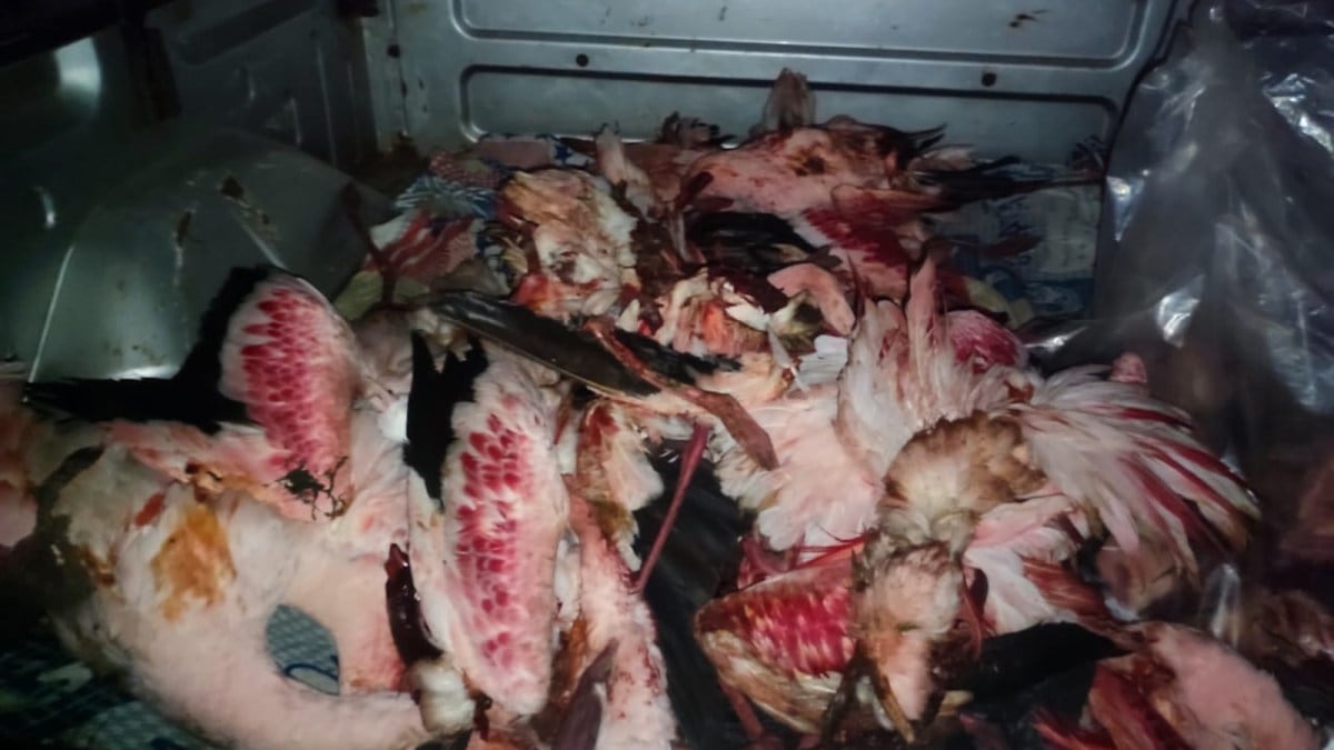 dead flamingos mumbai