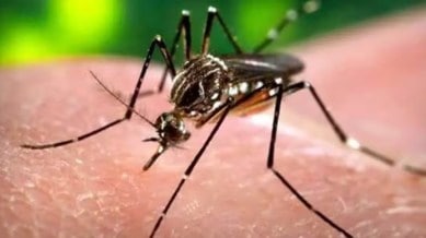 Dengue cases rise