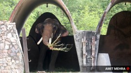 elephant ivory trafficking un report