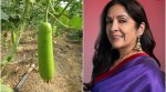 Neena Gupta, Lauki Jabar recipe, Bihar cuisine, Bottle Gourd, healthy recipe, summer dish, rice, fiber, digestion, mustard oil,