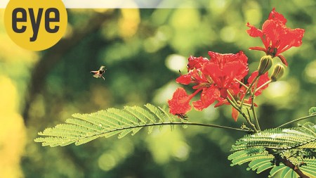 gulmohar, trees