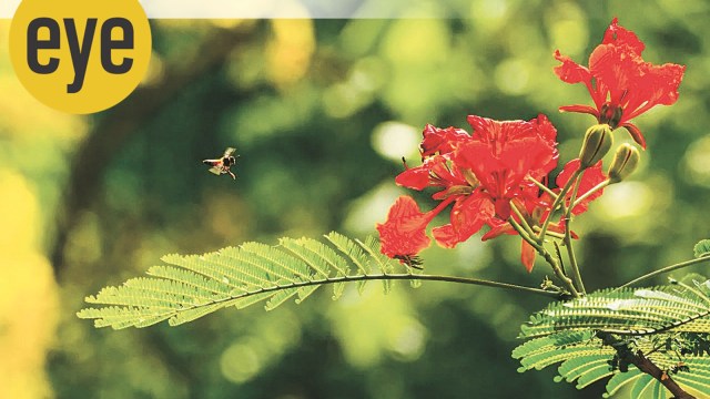 Though not a native to India, gulmohar trees have become the signature ...