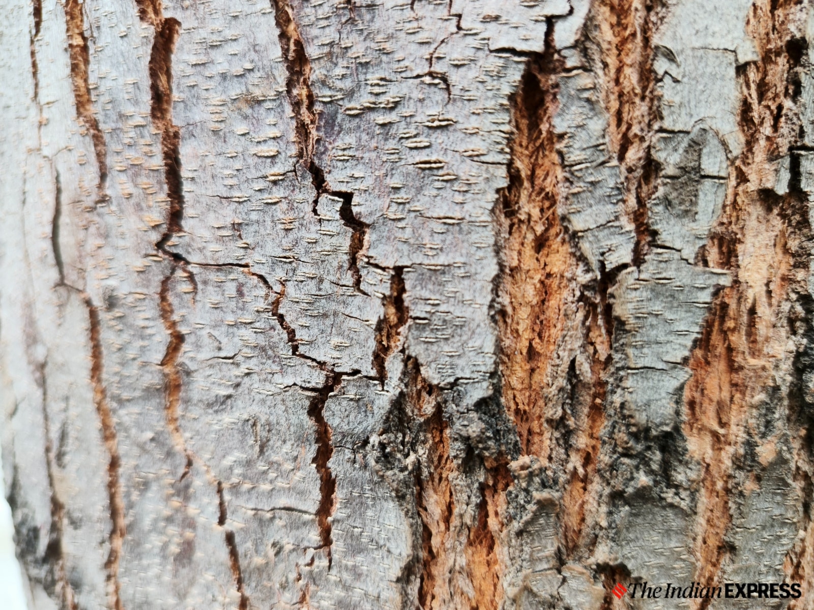 Infinix GT 20 Pro camera sample