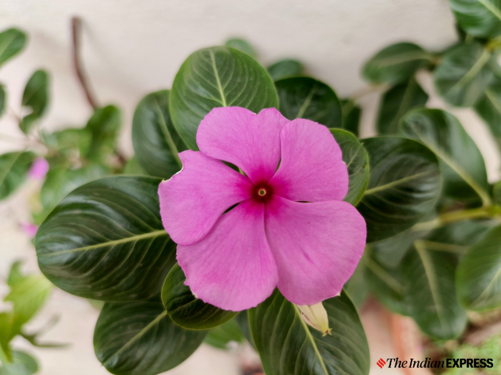 Infinix GT 20 Pro camera sample