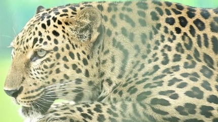 leopard, hyderabad airport, indianexpress