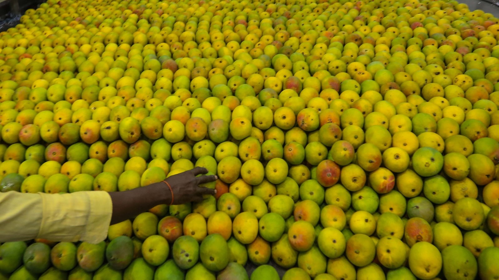 Red Sea crisis and steep freight charges Mango exports Shipping by