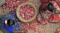 Onion prices, onion supply, export duty on onion, onion exports, Indian express business, business news, business articles, business news stories