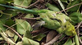 Gujarat parrot deaths, Gujarat parrot, Baramati heavy rains, heatwave, Gujarat heatwave, Gujarat heatwave deaths, indian express news