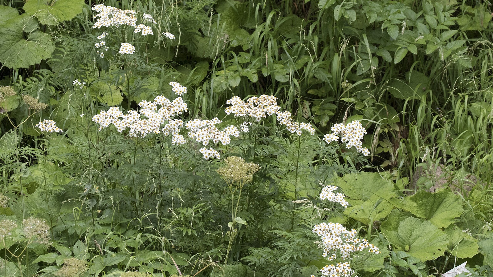 Parthenium isn’t just bad for the soil but also for you | Health News