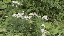 Parthenium isn't just bad for the soil but also for you