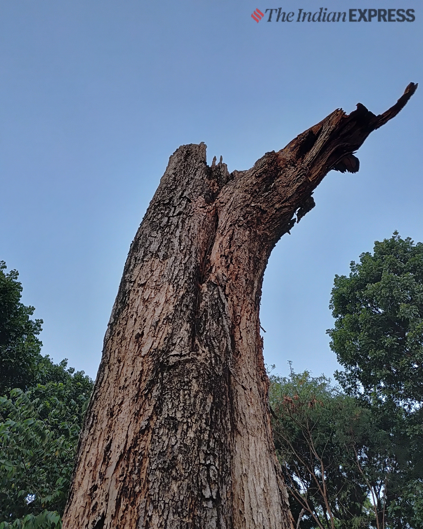 Samsung Galaxy F55 camera sample