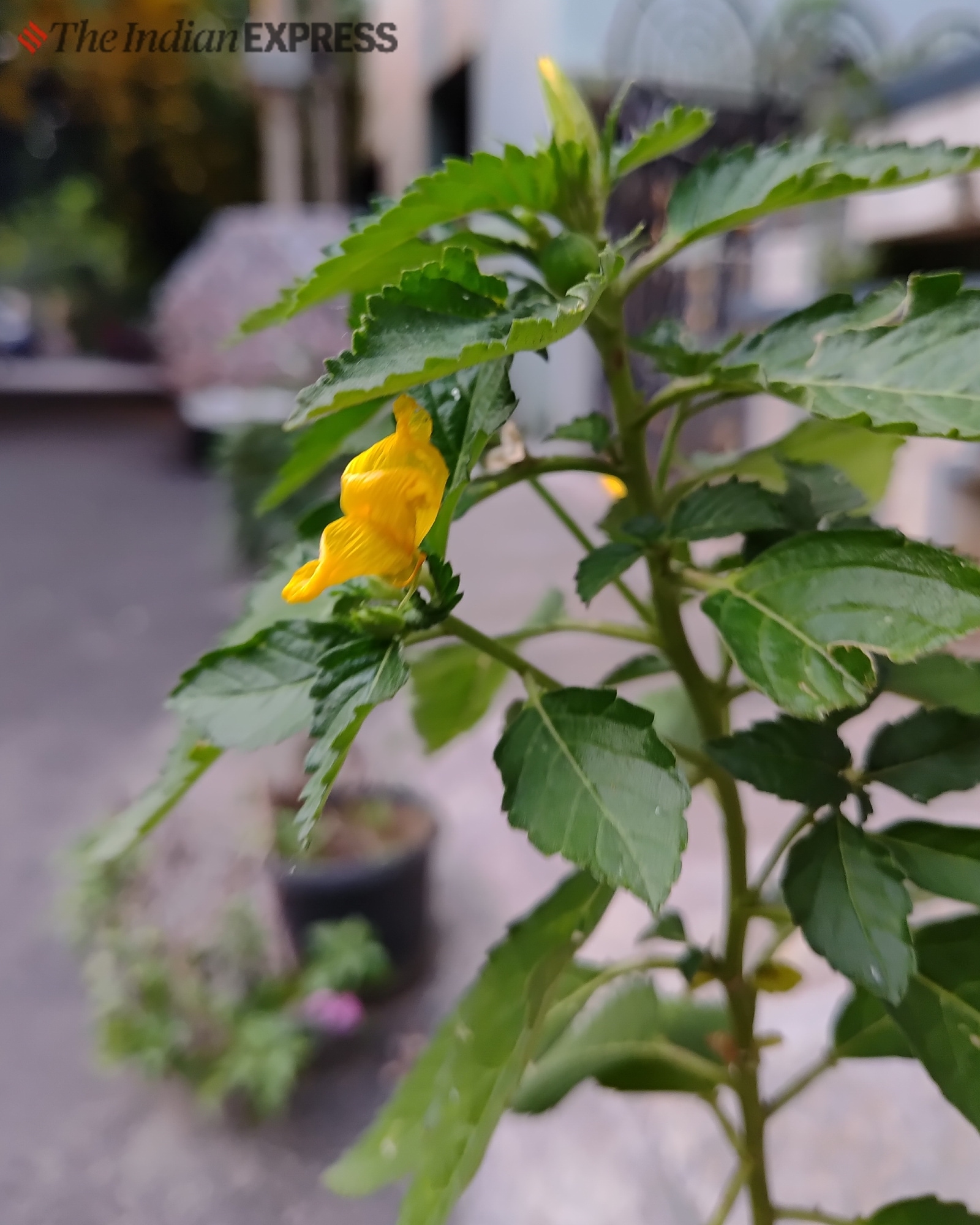 Samsung Galaxy F55 camera sample