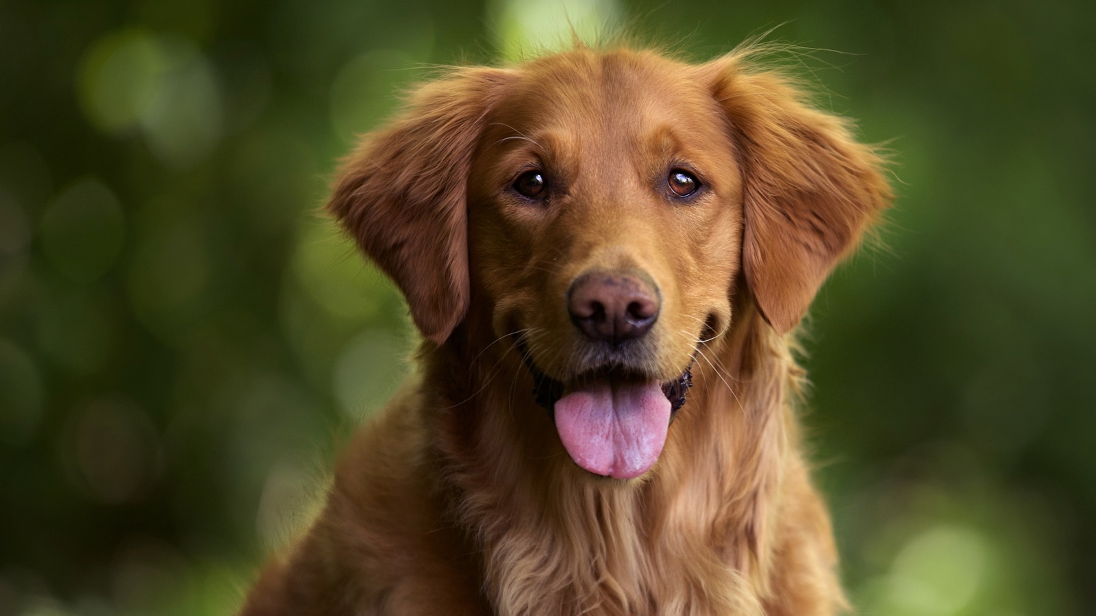 Why it’s not ‘alright’ if your dog is friendly