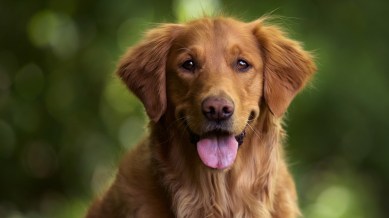 Dog, aggresive