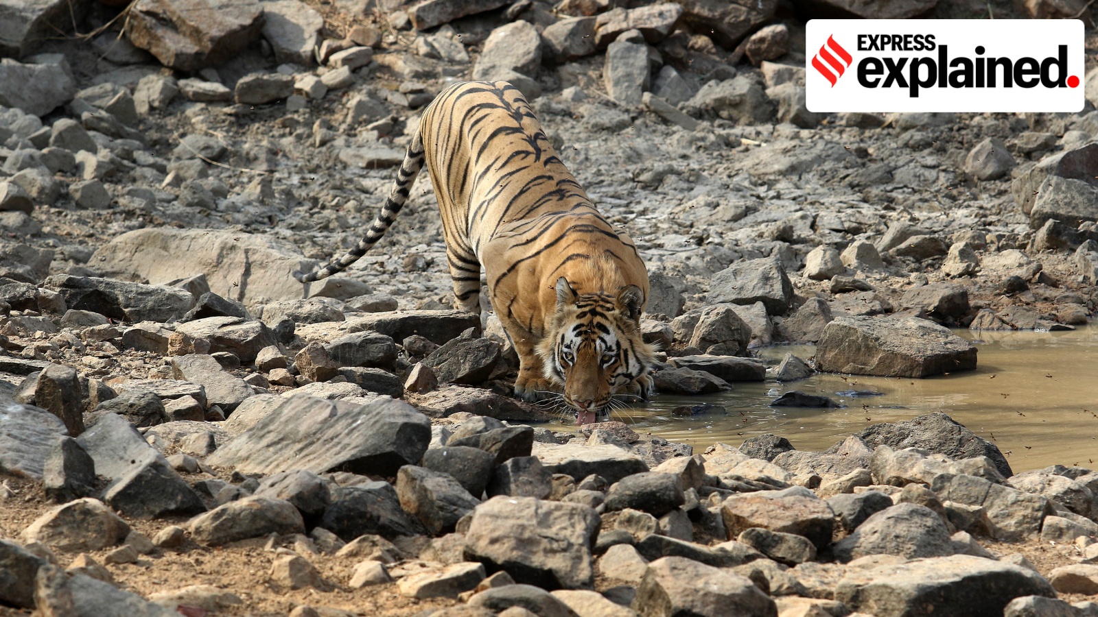 Maharashtra to translocate tigers to Sahyadri reserve: Role of wildlife ...