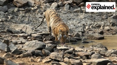 tiger