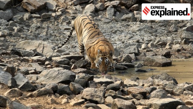 Maharashtra to translocate tigers to Sahyadri reserve: Role of wildlife ...