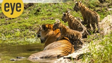 tiger