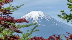 Town officials block Mount Fuji's view