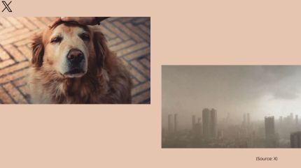 Viral videos today: Dust storm covers Mumbai skyscrapers, dog walker thrashes golden retriever in Gurugram