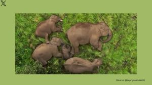 Video of elephant family napping in forest goes viral