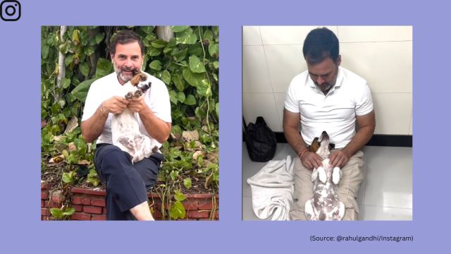 ‘My BFF Yassa’: Rahul Gandhi shares video of his sick pet, asks for ...