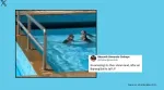 A group of monkeys takes a dip in swimming pool