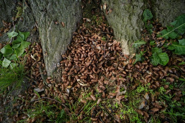 cicada 