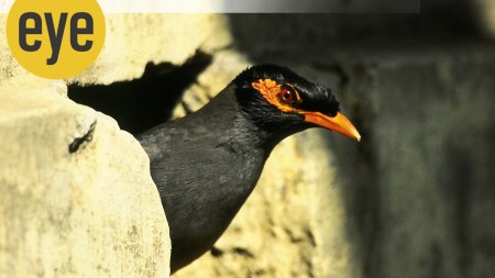 A bank myna outside its city apartment
