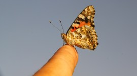 butterflies migration