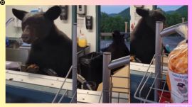 bear