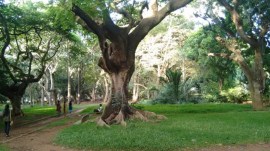 Cubbon Park