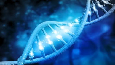 Tmesipteris oblanceolata, largest genome