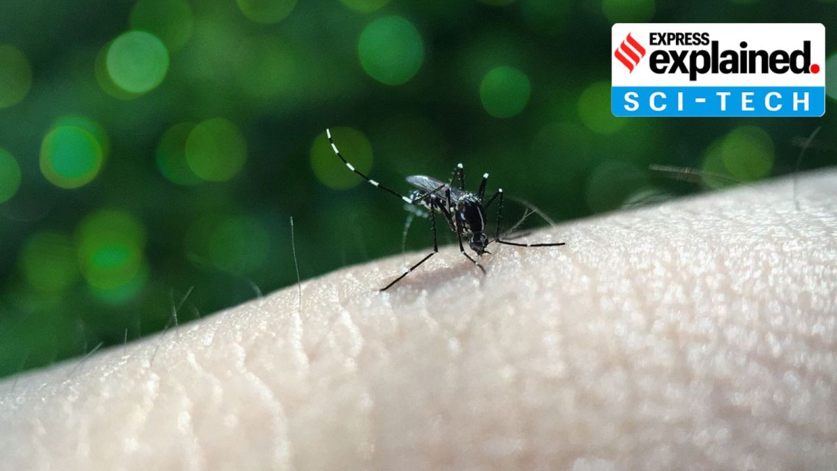 a mosquito biting an arm against a green backdrop