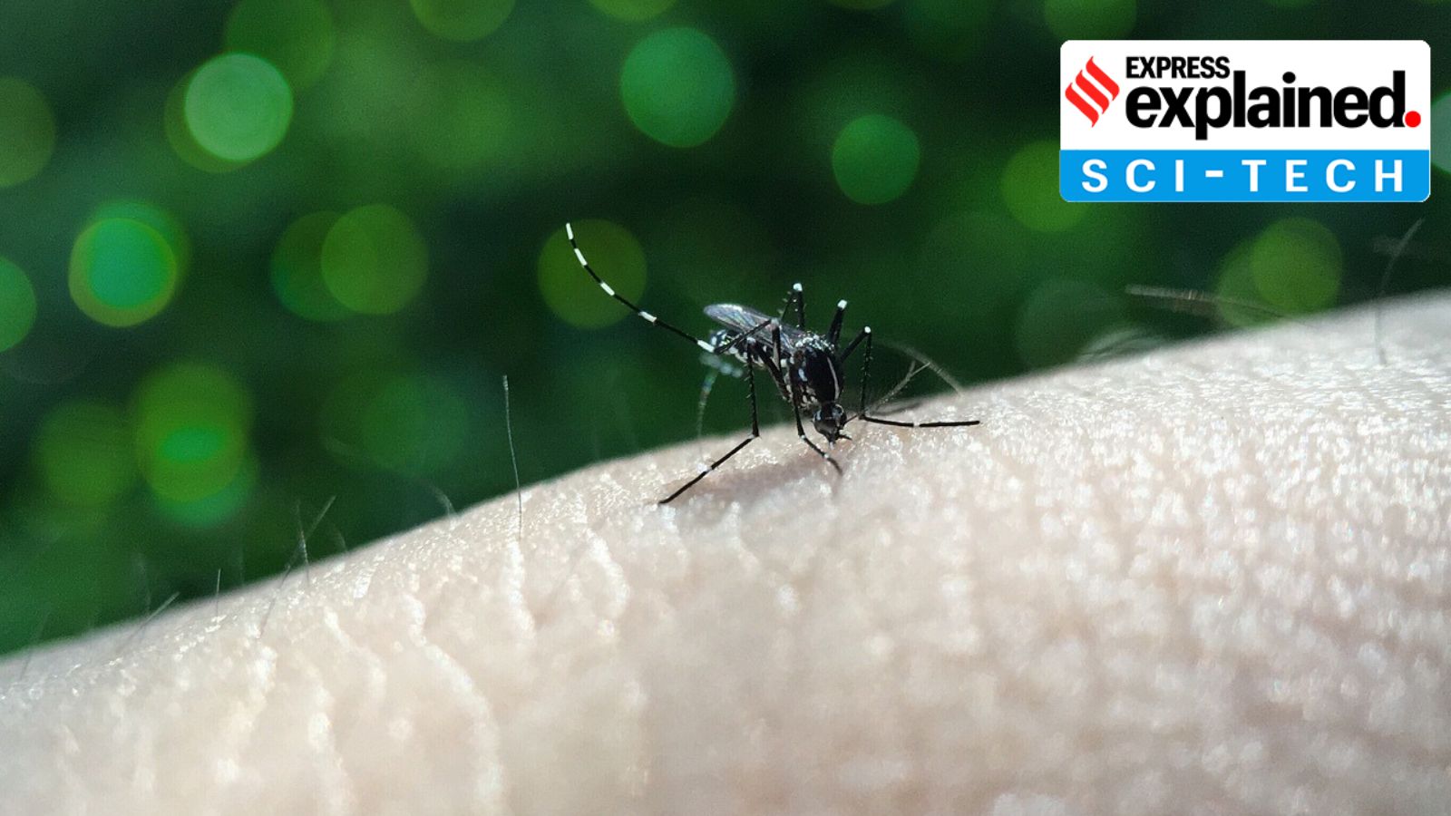 a mosquito biting an arm against a green backdrop