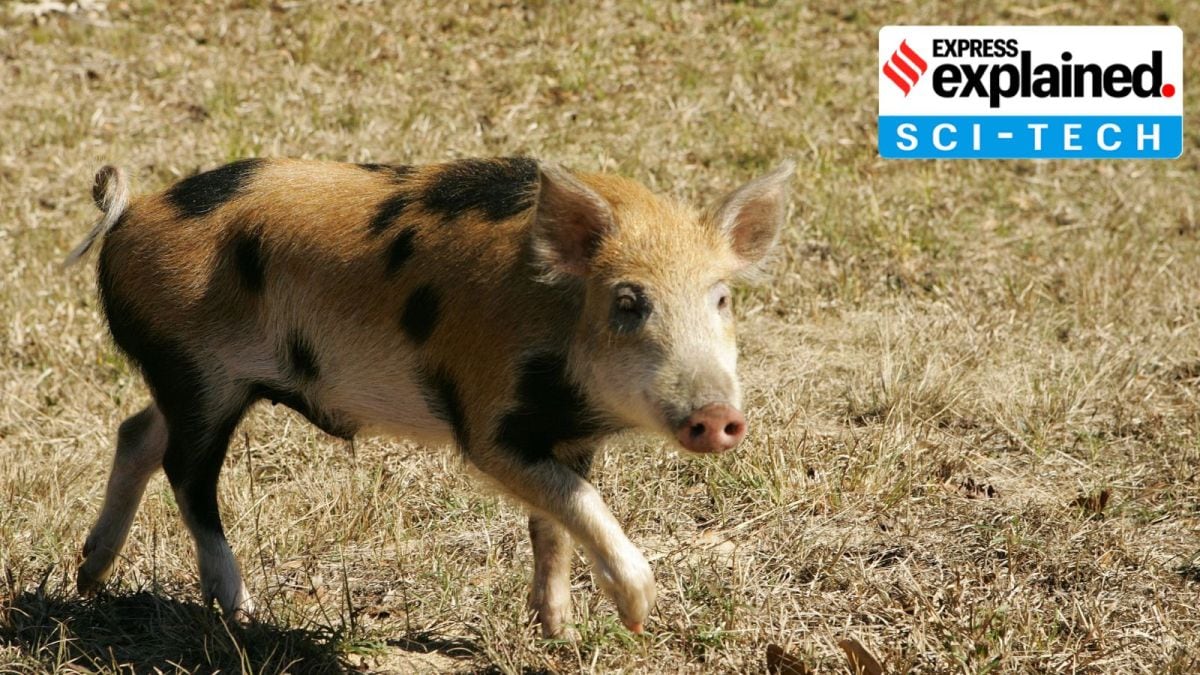 Feral Hog invasive species