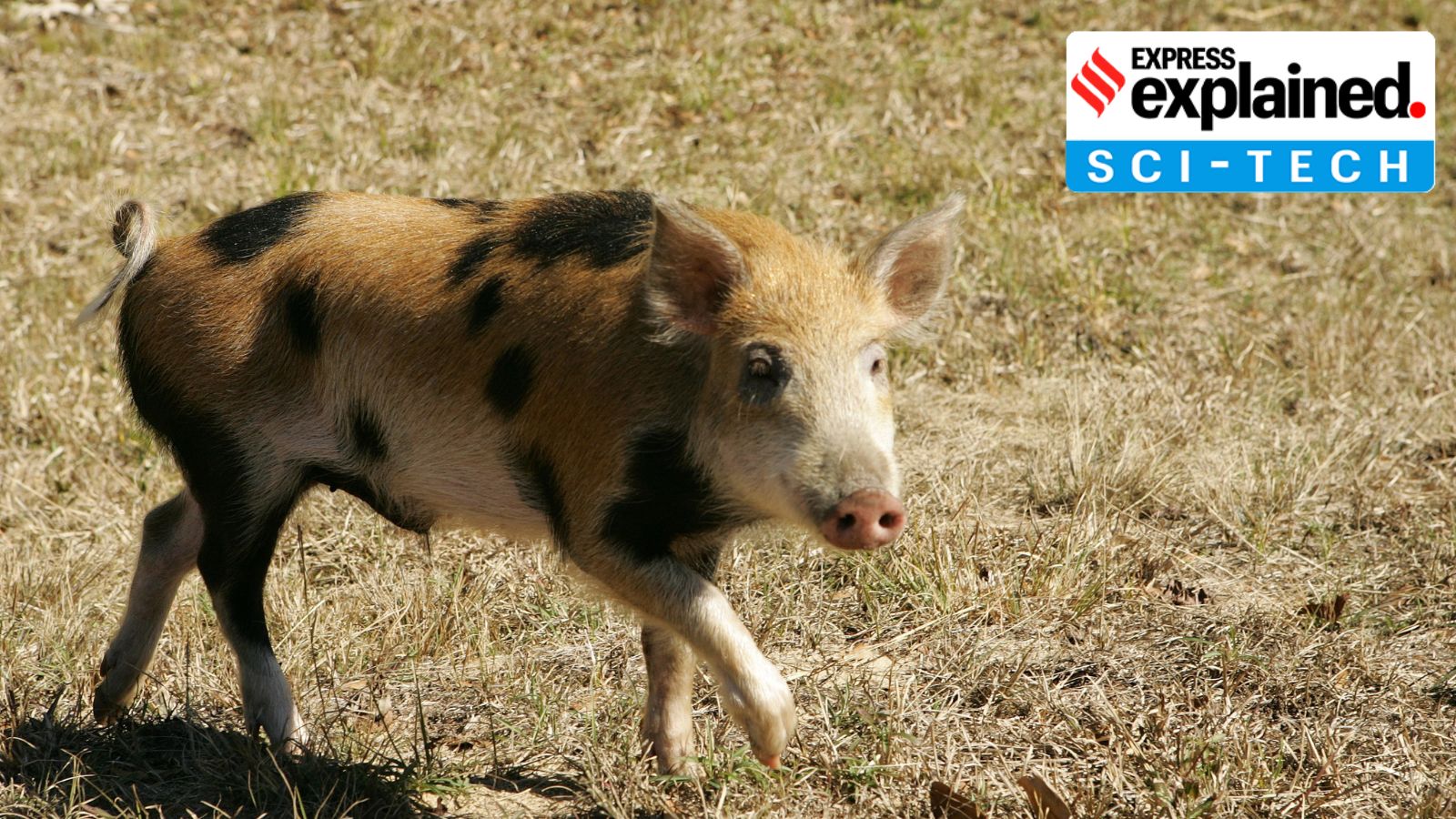 Feral Hog invasive species