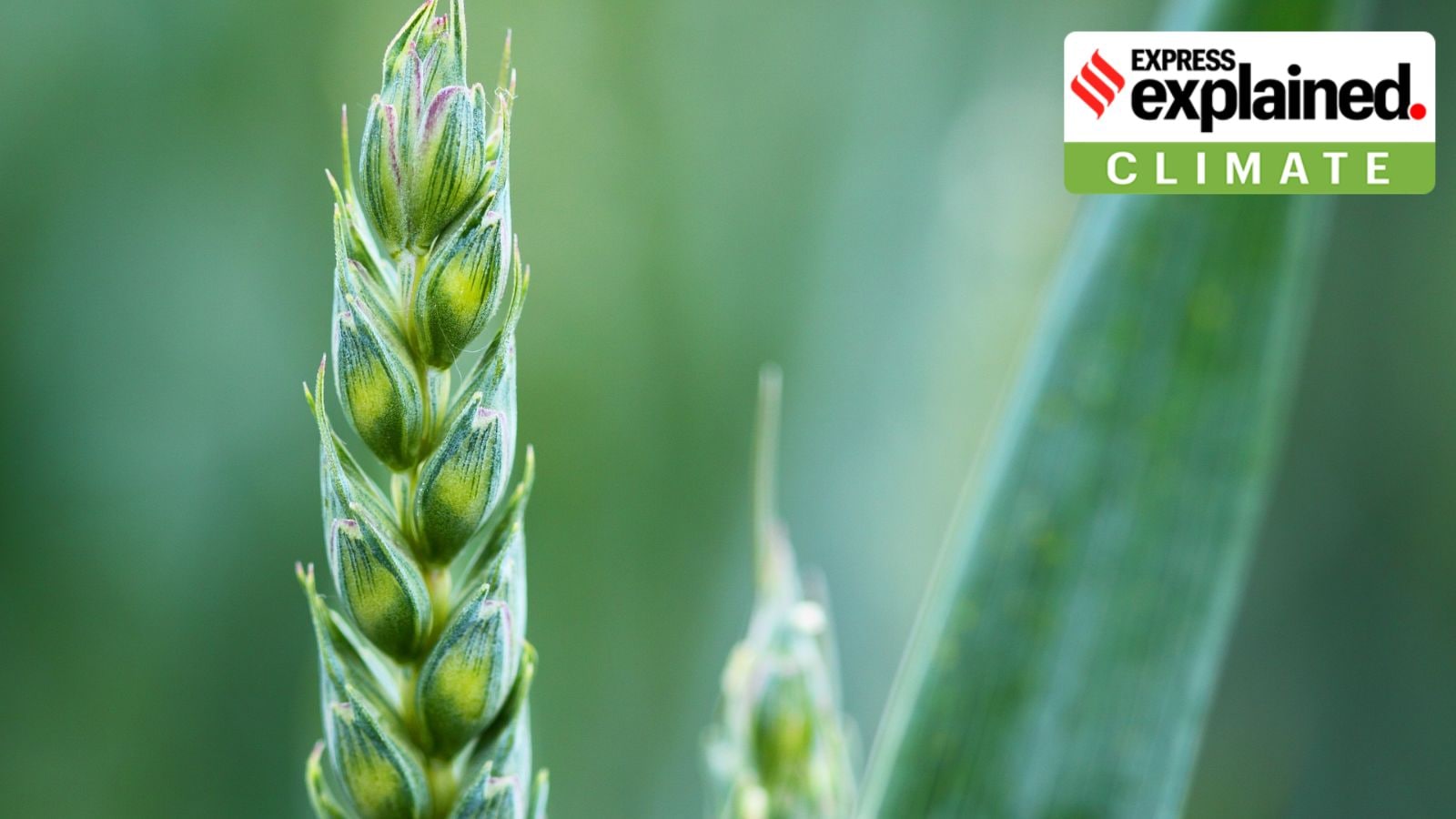 Can GM crops promise food security?