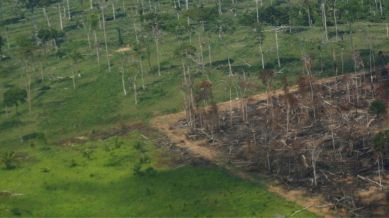 Amazon reforestation