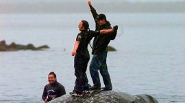 Grey whale , Hunting
