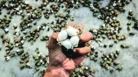 Punjab cotton production